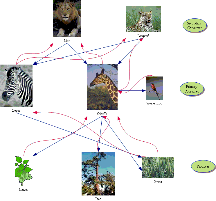 Giraffe Food Chain Diagram Best Image Giraffe In The Word